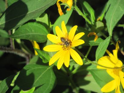 bee-on-a-jerusalem-artichoke-flower