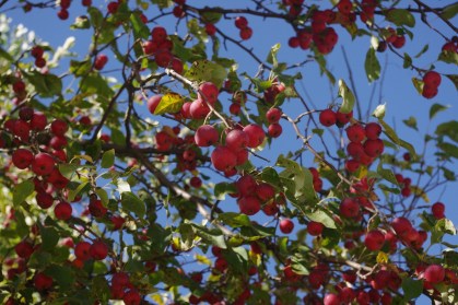 crabapple-960315_1920