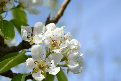 pear-blossom-276463_1920
